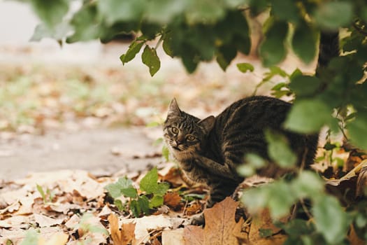 portrait of a street cat in nature next to the bushes outdoors