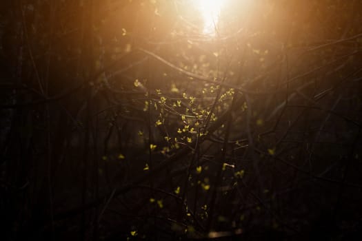 sunlight in forest. magic photo. autumn landscape