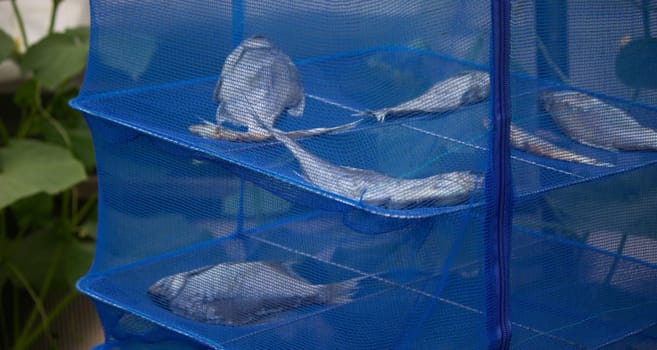 Fish is dried in the sun, drying in a blue net.Dry cooking equipment made of blue mesh.