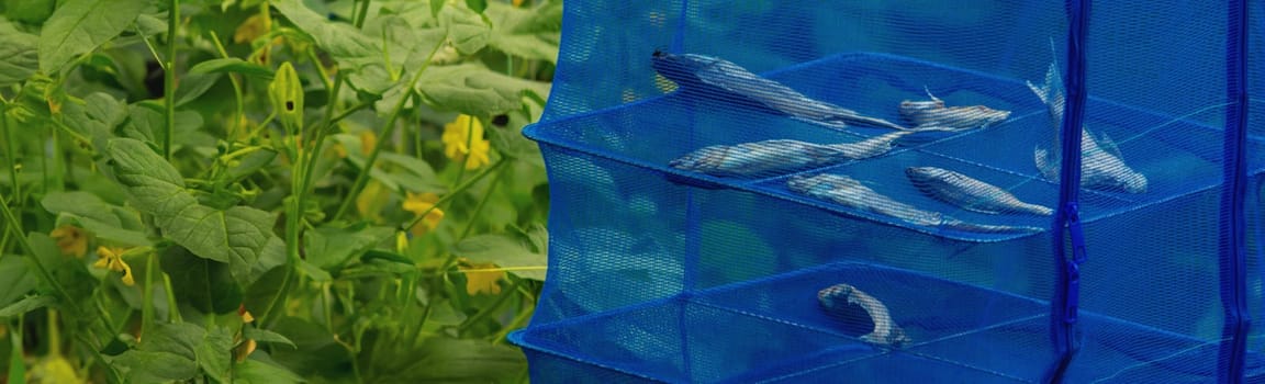 Fish is dried in the sun, drying in a blue net.Dry cooking equipment made of blue mesh.