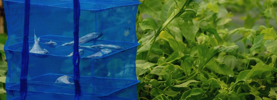 Fish is dried in the sun, drying in a blue net.Dry cooking equipment made of blue mesh.