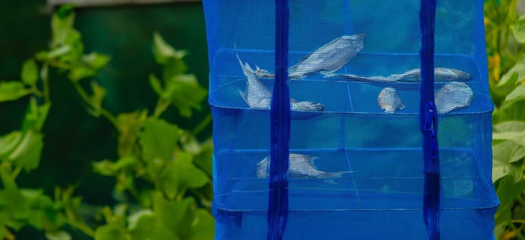 Fish is dried in the sun, drying in a blue net.Dry cooking equipment made of blue mesh.