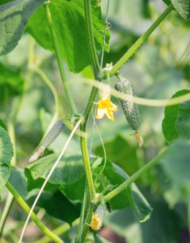 A garden of organic cucumbers in the backyard, cucumbers growing on bushes, cucumbers growing outdoors.