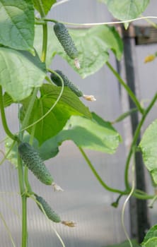 A garden of organic cucumbers in the backyard, cucumbers growing on bushes, cucumbers growing outdoors.