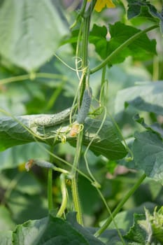 A garden of organic cucumbers in the backyard, cucumbers growing on bushes, cucumbers growing outdoors.