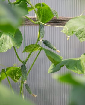 A garden of organic cucumbers in the backyard, cucumbers growing on bushes, cucumbers growing outdoors.