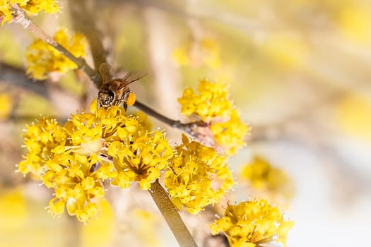 Honey Bee collecting pollen on yellow rape flower on light background. Copy space