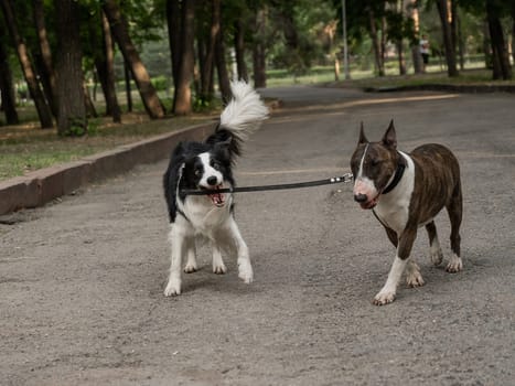 A border collie leads a bull terrier by the leash. One dog walking another