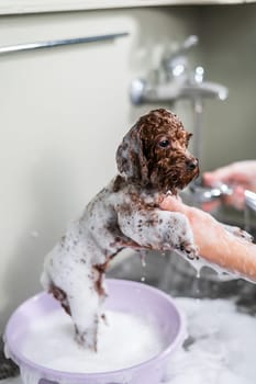 Woman shampooing brown mini toy poodle in grooming salon