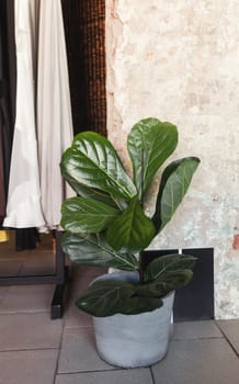 leaf plant in pot on loft interior