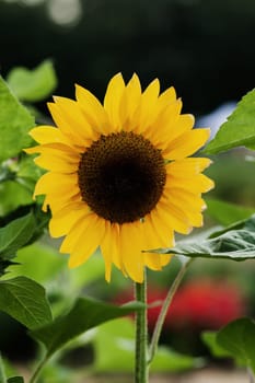 Bright yellow sunflower in the field