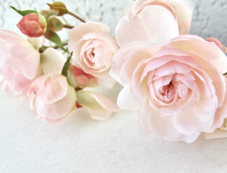 Pale pink roses on white background. Perfect for backdrop greeting card and invitation of the wedding, birthday, Valentines Day, Mothers Day