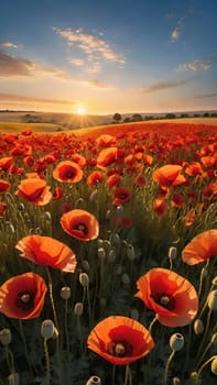 poppy field at sunset. Beautiful landscape with red poppies. Nature composition. Soft focus.