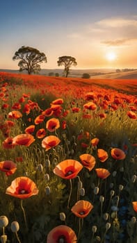 poppy field at sunset. Beautiful landscape with red poppies. Nature composition. Soft focus.