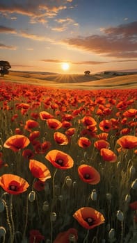 poppy field at sunset. Beautiful landscape with red poppies. Nature composition. Soft focus.