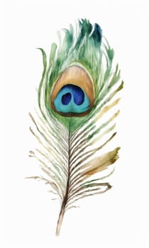 Watercolor peacock feather on white background. Hand drawn illustration