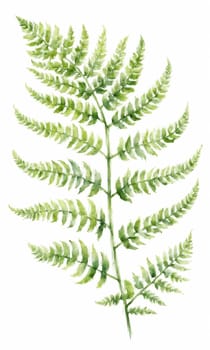watercolor drawing of green fern leaf on white background.