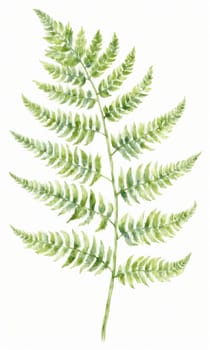 watercolor drawing of green fern leaf on white background.