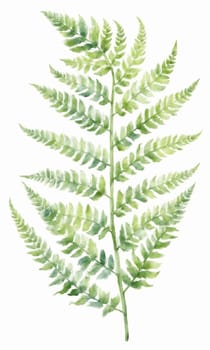 watercolor drawing of fern leaf on white background.