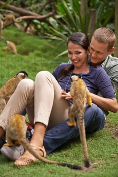 Nature, zoo and monkey with couple together for wildlife rescue, outdoor activity or interactive experience. Conservation, date and happy people for bonding, holiday or travel at animal sanctuary.