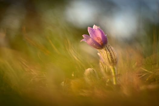 Spring background with flower. Beautiful nature at sunset in spring time. Pasque flower (Pulsatilla grandis)