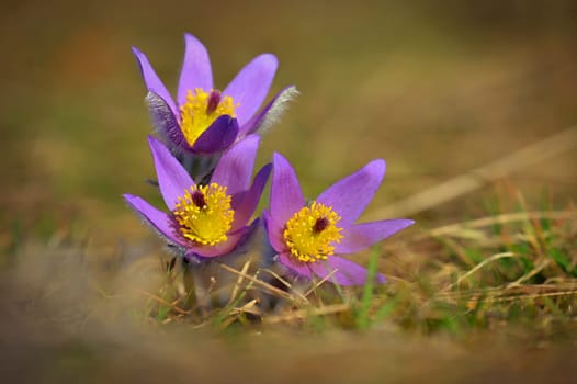 Spring background with flower. Beautiful nature at sunset in spring time. Pasque flower (Pulsatilla grandis)