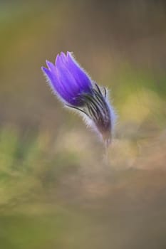 Spring background with flower. Beautiful nature at sunset in spring time. Pasque flower (Pulsatilla grandis)