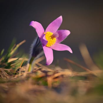 Spring background with flower. Beautiful nature at sunset in spring time. Pasque flower (Pulsatilla grandis)