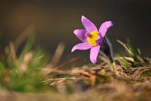 Spring background with flower. Beautiful nature at sunset in spring time. Pasque flower (Pulsatilla grandis)