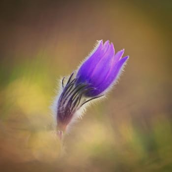 Spring background with flower. Beautiful nature at sunset in spring time. Pasque flower (Pulsatilla grandis)