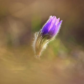 Spring background with flower. Beautiful nature at sunset in spring time. Pasque flower (Pulsatilla grandis)