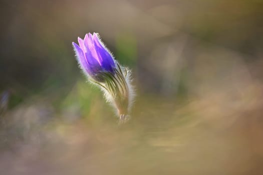 Spring background with flower. Beautiful nature at sunset in spring time. Pasque flower (Pulsatilla grandis)