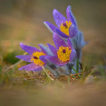 Spring background with flower. Beautiful nature at sunset in spring time. Pasque flower (Pulsatilla grandis)