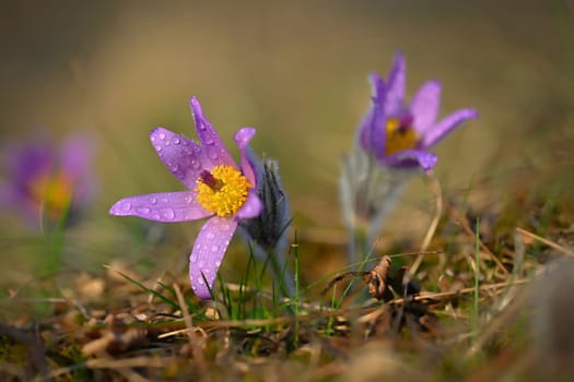 Spring background with flower. Beautiful nature at sunset in spring time. Pasque flower (Pulsatilla grandis)