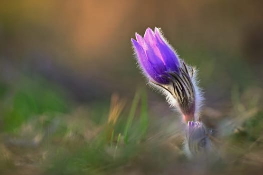 Spring background with flower. Beautiful nature at sunset in spring time. Pasque flower (Pulsatilla grandis)