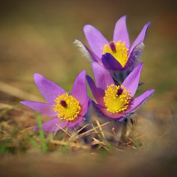 Spring background with flower. Beautiful nature at sunset in spring time. Pasque flower (Pulsatilla grandis)