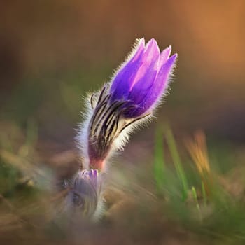 Spring background with flower. Beautiful nature at sunset in spring time. Pasque flower (Pulsatilla grandis)