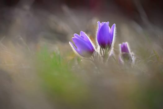 Spring background with flower. Beautiful nature at sunset in spring time. Pasque flower (Pulsatilla grandis)