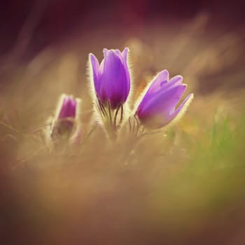 Spring background with flower. Beautiful nature at sunset in spring time. Pasque flower (Pulsatilla grandis)