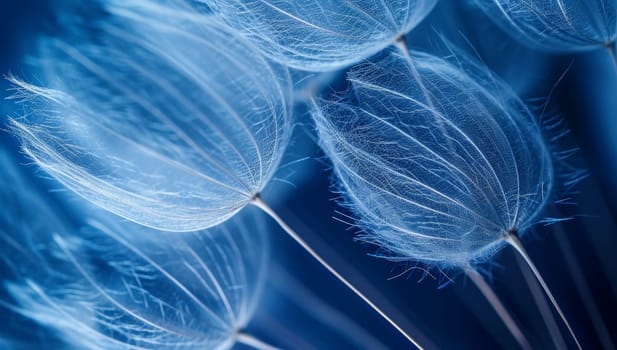 Close-up of dandelion seeds on a blue background.