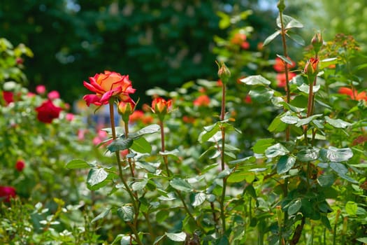 a prickly bush or shrub that typically bears red, pink, yellow, or white fragrant flowers