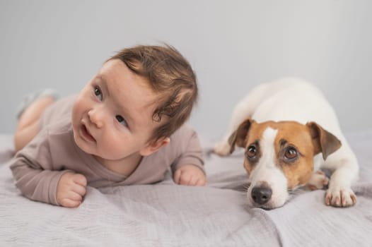 Portrait of a baby lying on his stomach and a Jack Russell Terrier dog