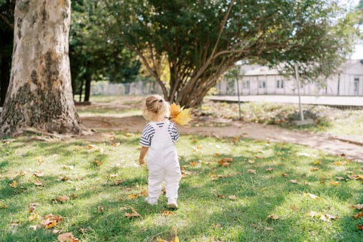 Little girl with a bouquet of yellow maple leaves walks through a sunny park. Back view. High quality photo