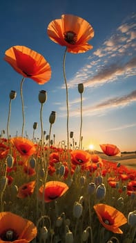 poppy field at sunset. Beautiful landscape with red poppies. Nature composition. Soft focus.