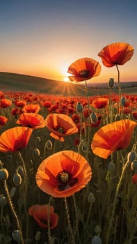 poppy field at sunset. Beautiful landscape with red poppies. Nature composition. Soft focus.