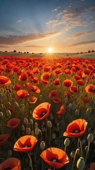 poppy field at sunset. Beautiful landscape with red poppies. Nature composition. Soft focus.
