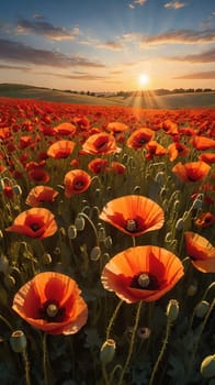 poppy field at sunset. Beautiful landscape with red poppies. Nature composition. Soft focus.