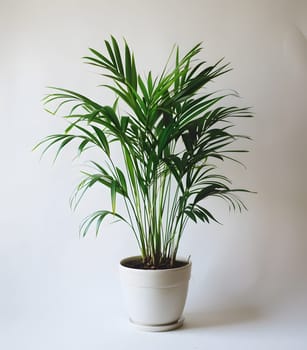 A houseplant palm tree in a white flowerpot stands out against the white background, showcasing its beauty as a terrestrial plant in the Arecales order