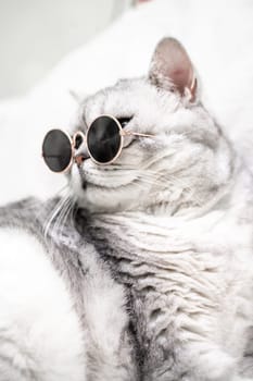 scottish straight cat in glasses, on a white background. Pets