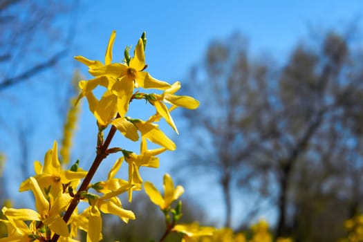 a widely cultivated ornamental Eurasian shrub whose bright yellow flowers appear in early spring before the leaves.